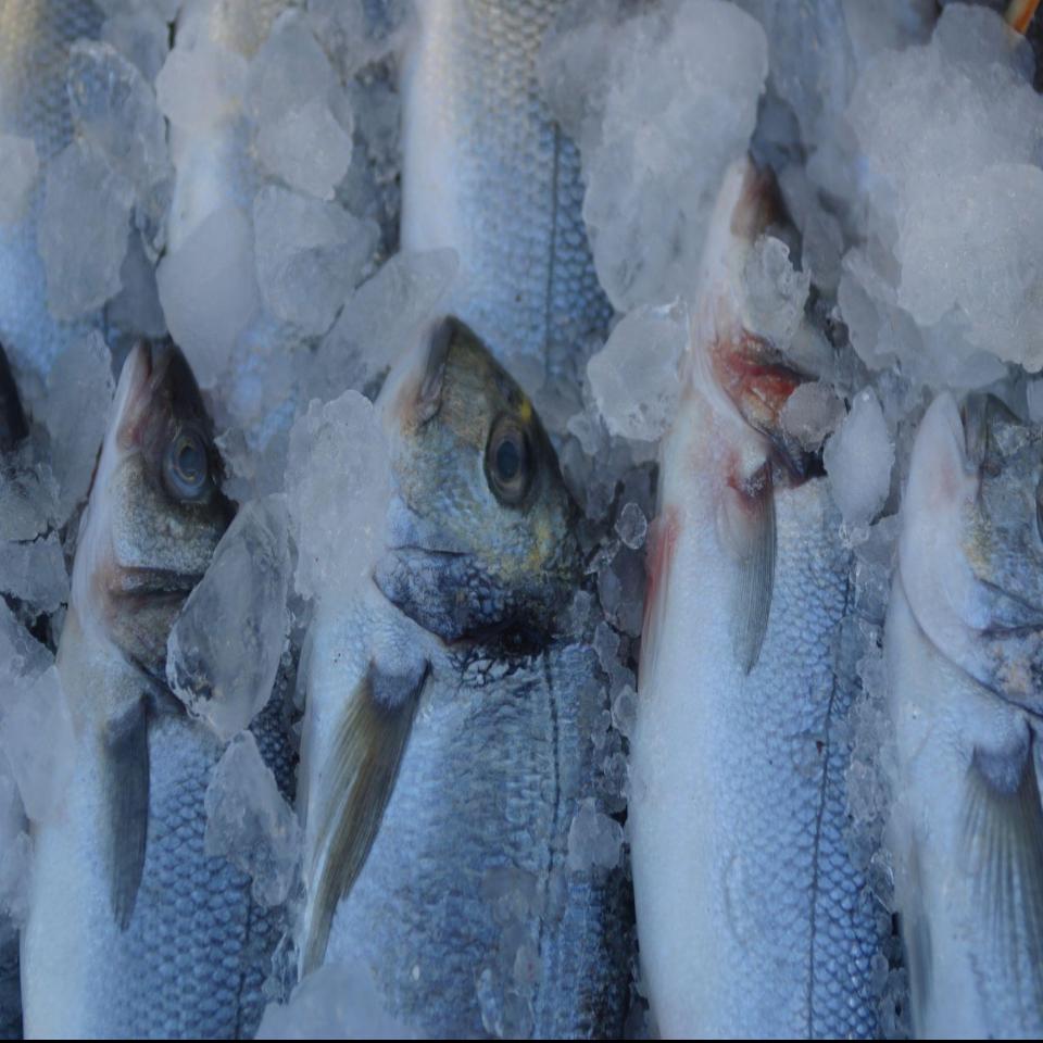 Halibut Wild Fresh Fish | Fillet Per Pound