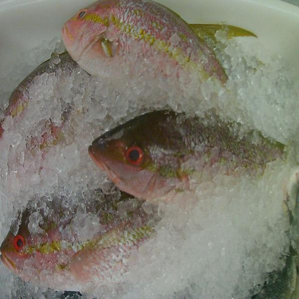 Halibut Wild Fresh Fish | Fillet Per Pound