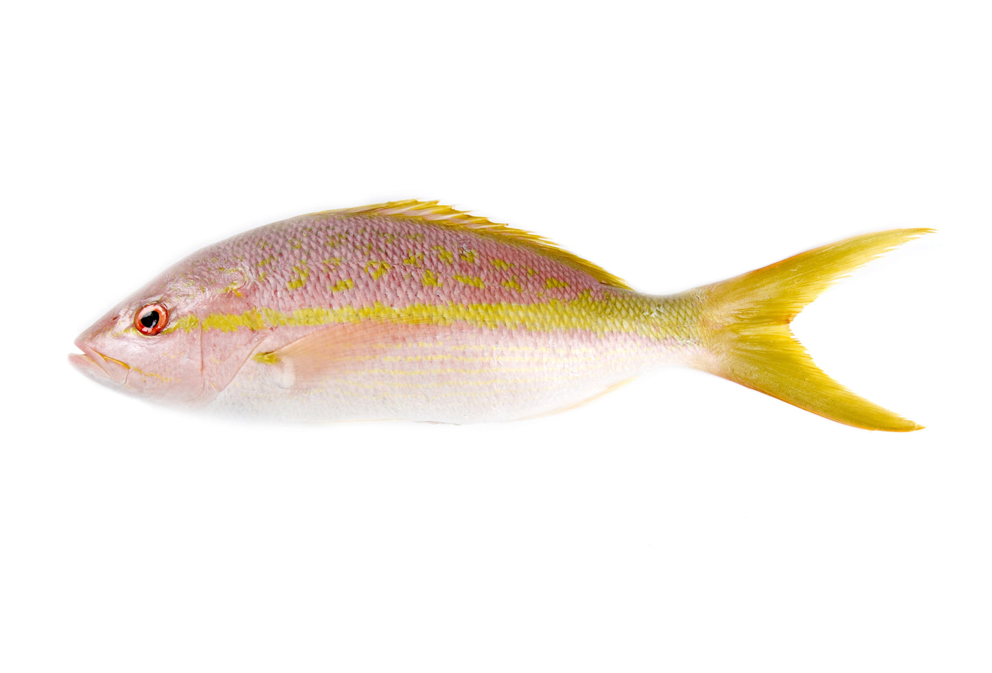Yellowtail Snapper | Whole Fish or Fillet | Per Pound