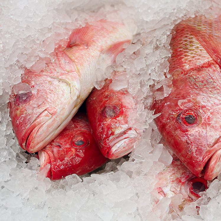 Red Snapper Wild | Whole or Fillet  Per Pound