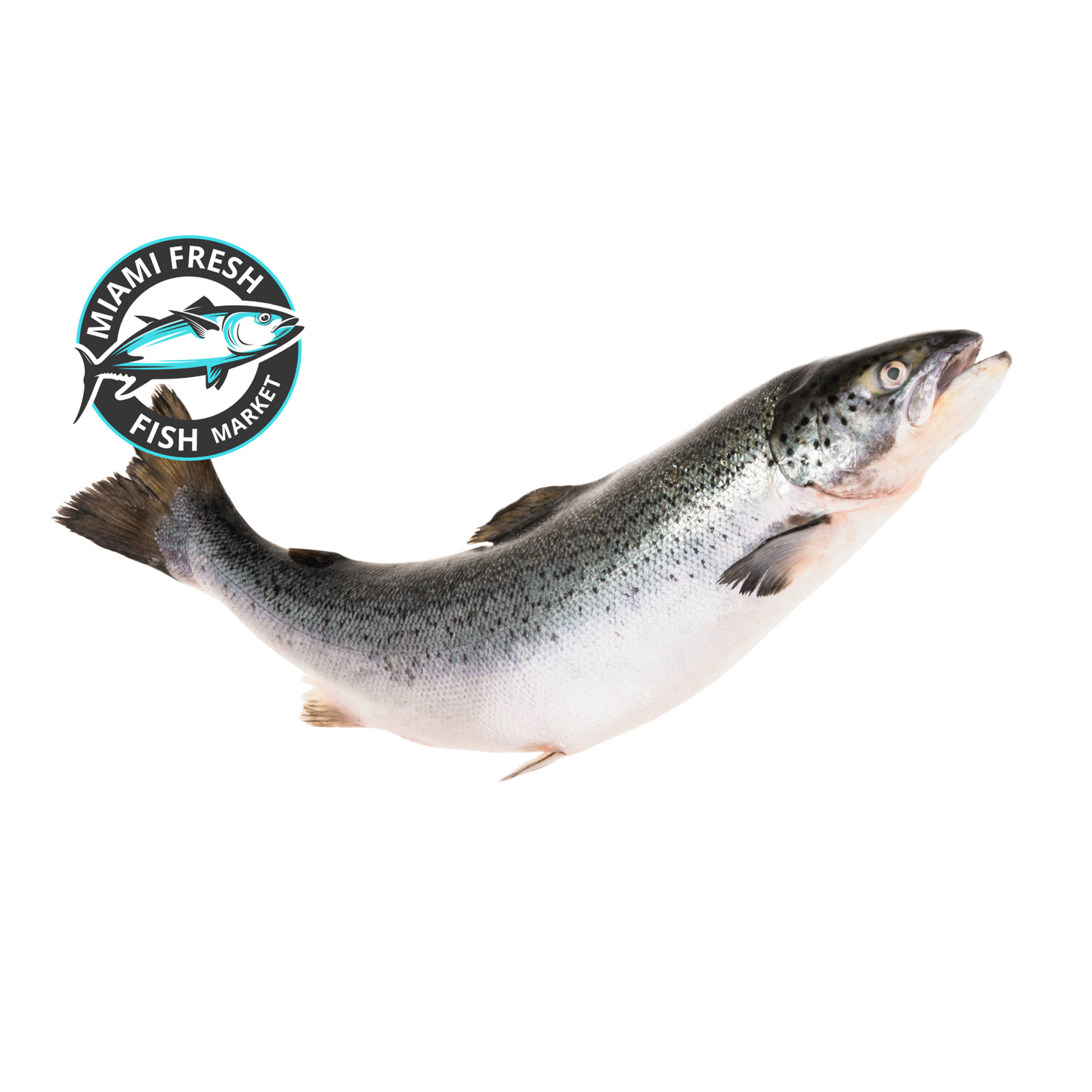 Salmon Caught | Sushi Grade