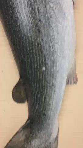 preparing-whole-fish-salmon-to-slab-fillet