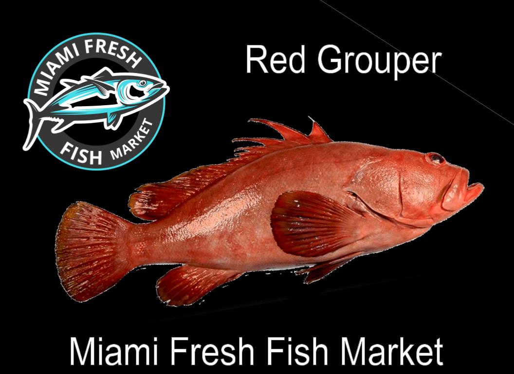 Red/Black Grouper | Fresh Fish | Whole or Fillet | Per Pound