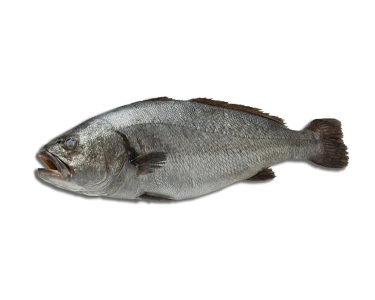 Corvina-whole-fresh-Fish-miami-fresh-fish-market