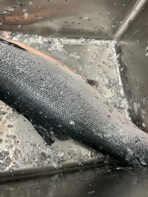 whole-fish-salmon-clean-scale