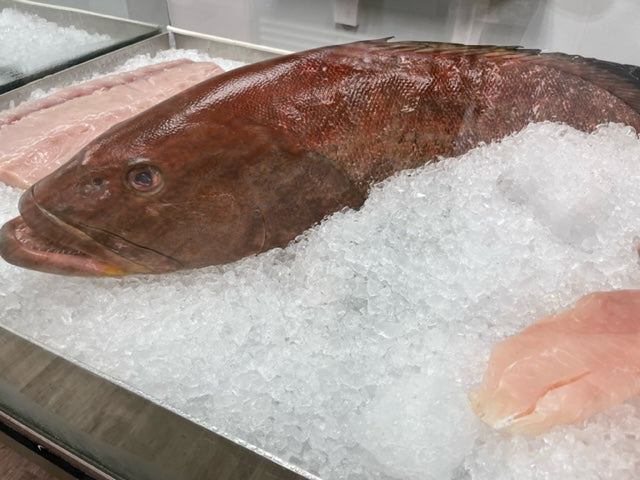 Red/Black Grouper | Fresh Fish | Whole or Fillet | Per Pound