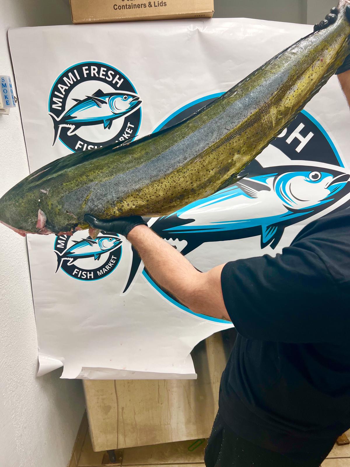 mahi-mahi-whole-fish-hold-by-miami-fresh-fish-market