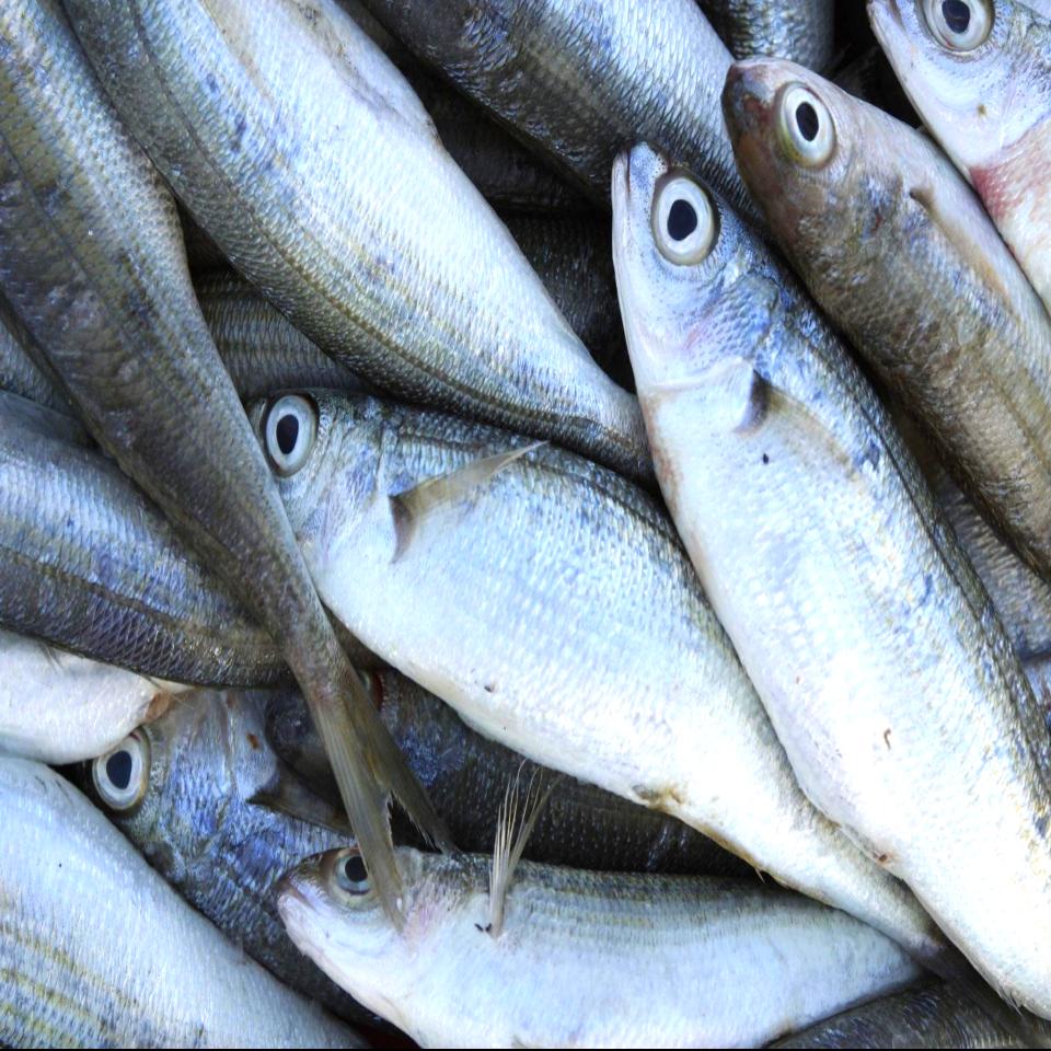 Sea Bream Mediterranean | Whole Fish or Fillet | Per Pound