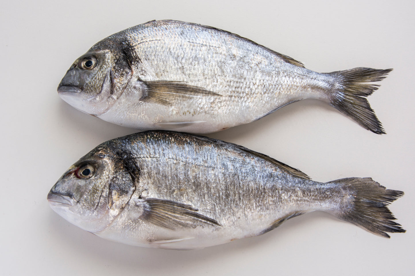 Sea Bream Mediterranean | Whole Fish or Fillet | Per Pound