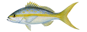 Yellowtail Snapper | Whole or Fillet - Per Pound