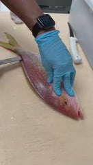 yellow-tail-snapper-cut_and_clean-to-fillet