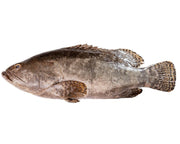 Black Grouper Fresh Fish Fillet Per Pound