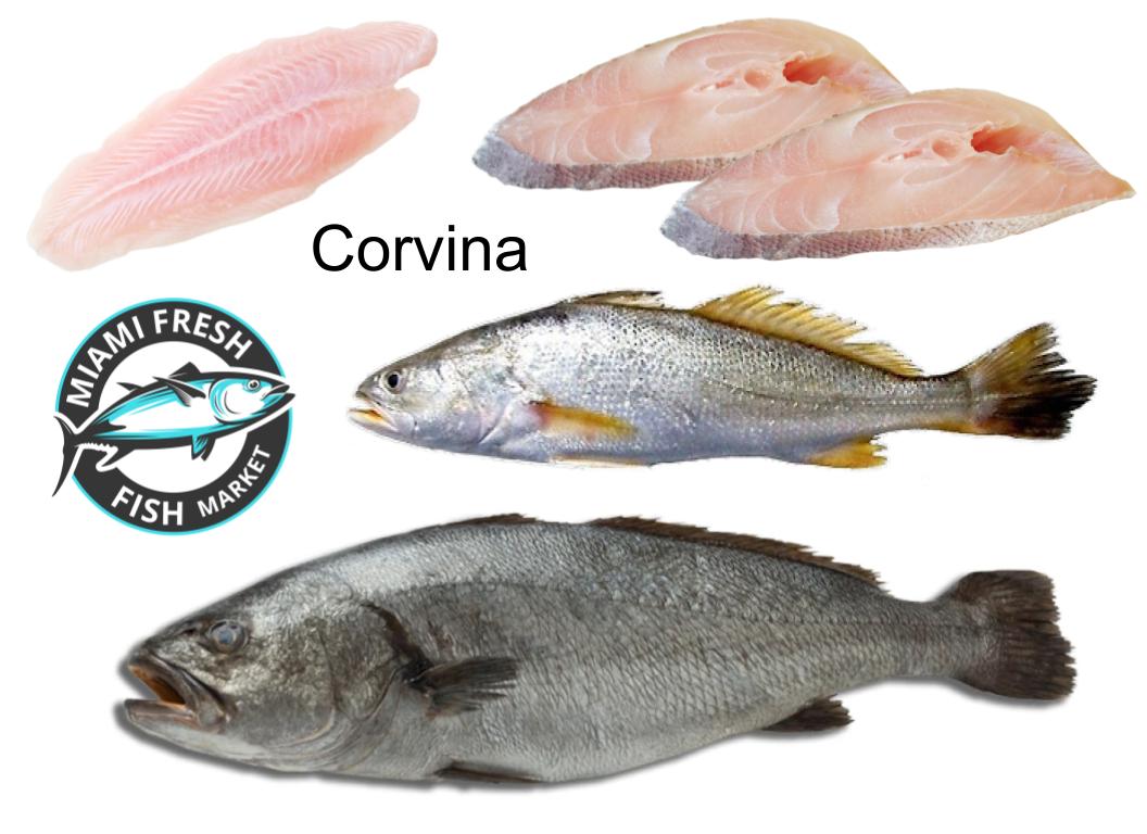 Corvina-whole-fish_and_fillet-miami-fresh-fish-market