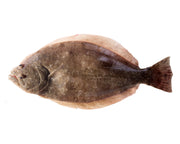 Flounder-whole-Fish-miami-fresh-fish-market