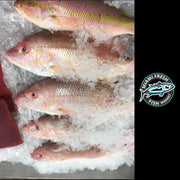 yellowtail-snapper-fish-one-ice-miami-fresh-fish-market