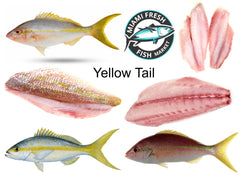 whole-yellowtail-snapper-with-fillet-Miami-fresh-fish-market