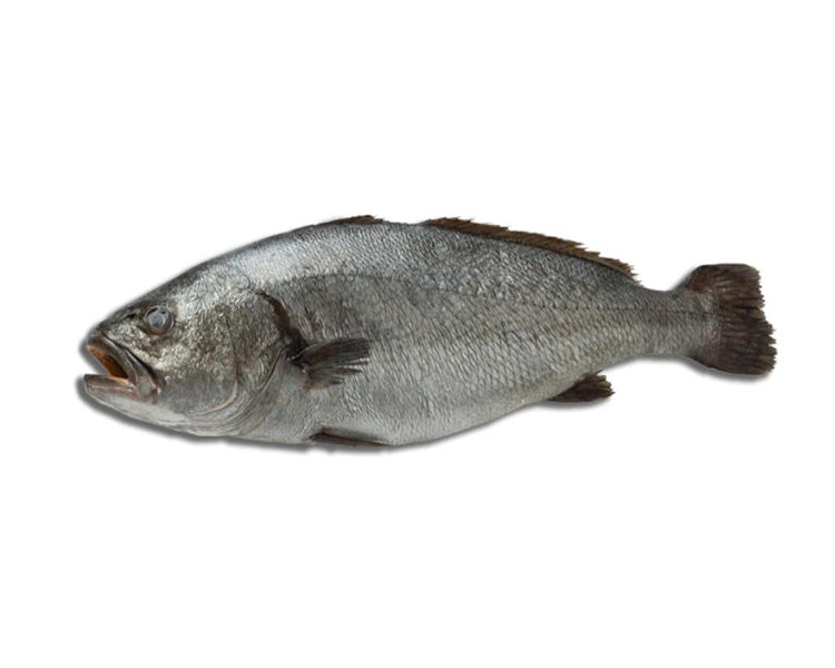 Plastic Fish Grey 36cm - Fish Seafood