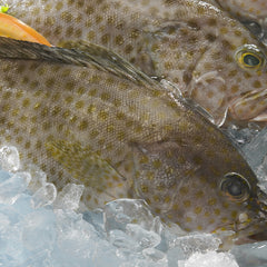 Black Grouper Fresh Fish Fillet Per Pound