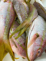 bunch-of-fish-yellowtail-snapper