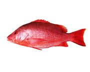 Red Snapper Wild | Whole or Fillet - Per Pound