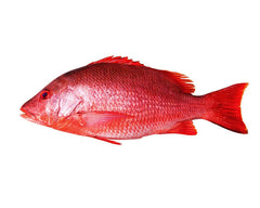 whole-red-snapper