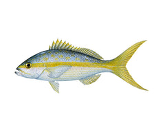 whole-fish-Yellowtail-Snapper