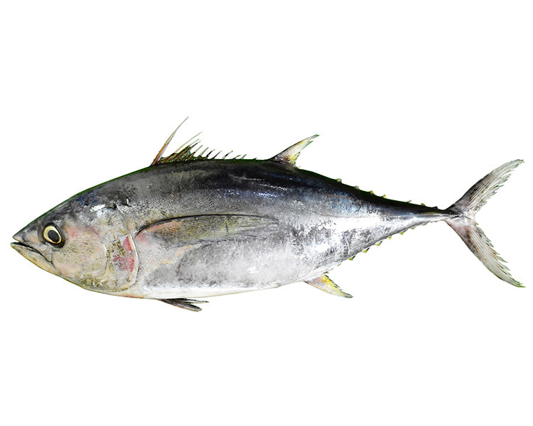Yellowfin Tuna for Sushi Grade or Fillet